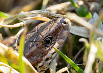 a lizard looks out of the grass