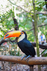 tucano toucan amazonia braziltropical