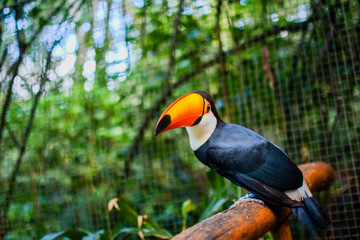 toucan on a branch amazonia brasil foto paisagem-passaros decoração