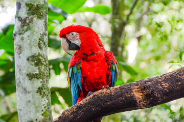red and yellow macaw arara vermelha amazonia-brasil-fotografia-paisagem