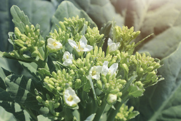 Beautiful cauliflower in the garden