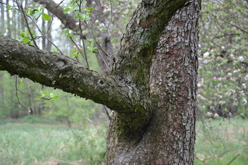 Obraz premium drzew, bory, charakter, zieleń, bagażnik, drewna, park, drzew, stary, kora, sosna, dąb, krajobraz, feuille, jary, roślin, duzy, galąz, außenaufnahme, lato, feuille, gras, galąz, liści, drewna