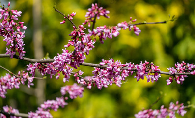 Obraz na płótnie Canvas Purple spring blossom of Eastern Redbud, or Eastern Redbud Cercis canadensis in sunny day. Close-up of Judas tree pink flowers. Selective focus. Nature concept for design.