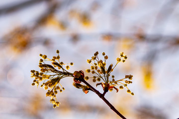 spring buds on trees