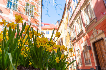 Narcissus in Stockholm old town (gamla stan). Spring in Sweden capital.