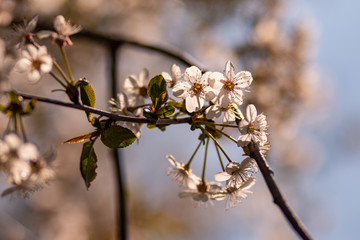 nautre flowers and leafs