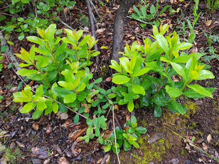 Pianta del corbezzolo