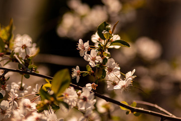 nautre flowers and leafs