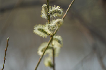 willow flower, willow blossoms, easter, spring, white brush