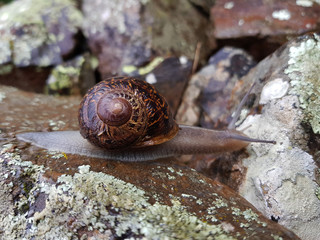 Lumaca