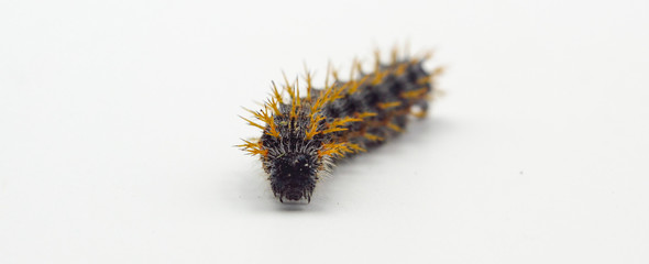 panoramic closeup of large spiky hairy Caterpillar isolated on white background with copy space for text