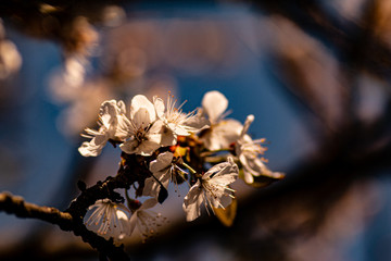 nautre flowers and leafs