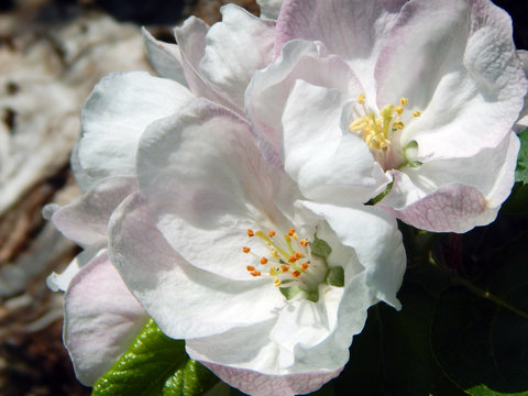 Macro close-up photograph of apple blossom on an ancient Tom Putt cider apple tree (Malus domestica Tom Putt), growing in an orchard garden in Herefordshire, England