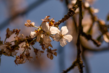nautre flowers and leafs
