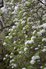 jary, drzew, charakter, kwiat, kwiat, biała, kwiat, zieleń, roślin, galąz, jardin, czereśnia, kwiat, kwitnienie, jabłek, niebo, beuty, flora, pora roku, feuille, lato, drzew, piękne, kwiatowy, narosl