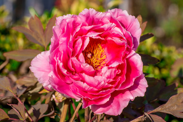 pink peony flower
