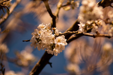 nautre flowers and leafs