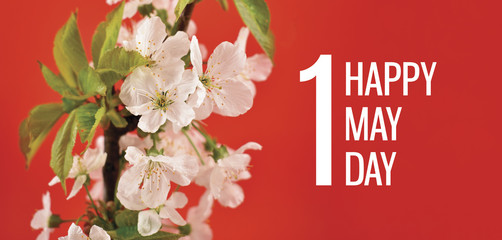 May Day greeting card with blooming white cherry tree. Feast day may 1. Happy May Day Poster. Spring white flowers on a red background