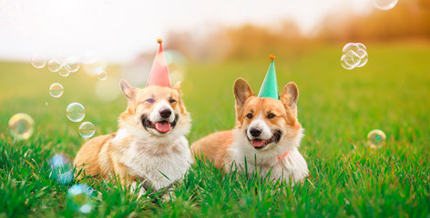 holiday card two cheerful identical Corgi dogs lie in the green grass in colored caps with soap bubbles on a Sunny clear day