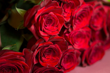 Beautiful red roses on a green background. Beautiful rose. Beautiful bouquet. Red Rose.
