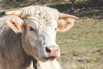 White cow with horns resting in the middle of a meadow in the foreground