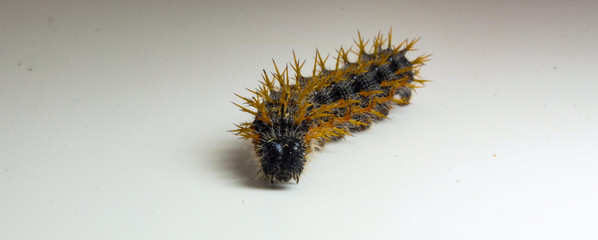 panoramic closeup of large spiky hairy Caterpillar isolated on white background with copy space for text
