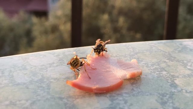 Wespe fri&szlig;t Fleisch