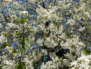 Blooming tree in the spring garden.