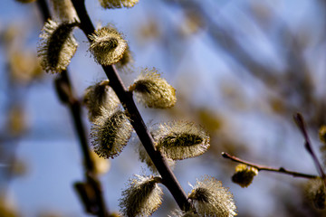 spring buds on trees