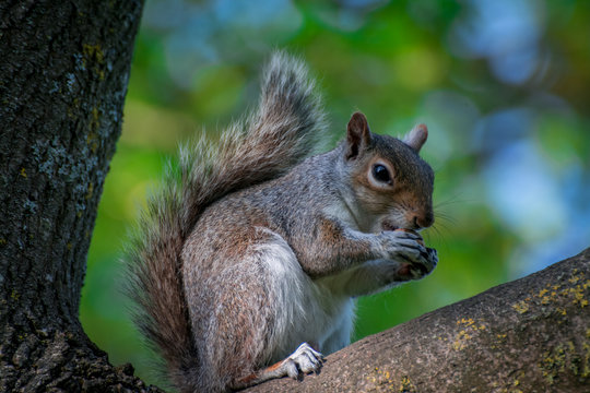 squirrel on a tree
