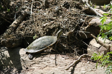 Painted Turtle Aspiring Upward