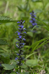 Blue flowers Ajuga genevensis on the green background. Ajuga genevensis (also variously known as the upright bugle, blue bugle, Geneva bugleweed, blue bugleweed) is a flowering plant native to Europe.