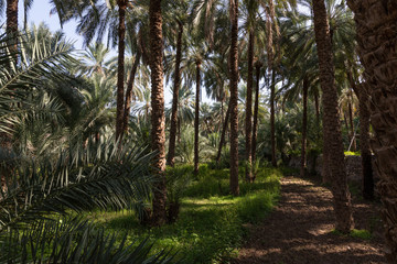 Traditional falaj irrigation channel in date palm plantation in Oman's Wadi Abyad