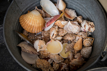 Muscheln
