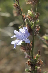 Wegwarte - Cichorium intybus