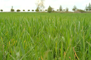 Green leaves of young barley growing on the field. Hordeum is a genus of annual and perennial plants in the grass family. Bielsko Biala, Pland, Europe.