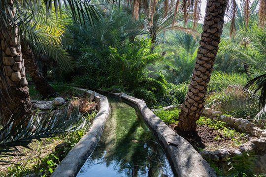 Traditional falaj irrigation channel in date palm plantation in Oman's Wadi Abyad