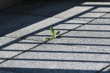 Last plant © Obsydian.dev