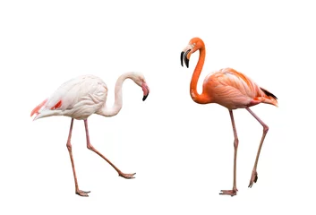 Fotobehang Flamingo& 39 s geïsoleerd op witte achtergrond © olga demchishina