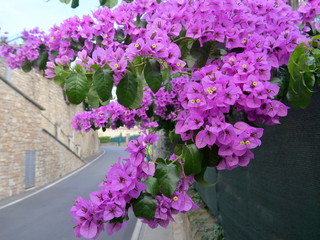 Closeup of blooming magenta or purple bougainvillea or paper flower in Europe