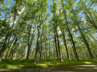 Tall green trees on a urban forest under a blue sunny sky in Girona Devesa landmark, Catalonia