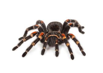 Spider on white background
