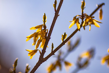 nautre flowers and leafs