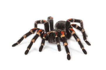 Spider on white background