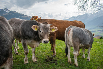 Naklejka na ściany i meble Beautiful swiss cows. Alpine meadows. Mountains.