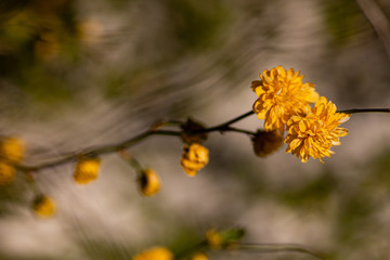 nautre flowers and leafs