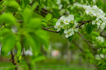 spring time blossom season tree white flower surrounded by vivid green foliage leaves on a branches park outdoor