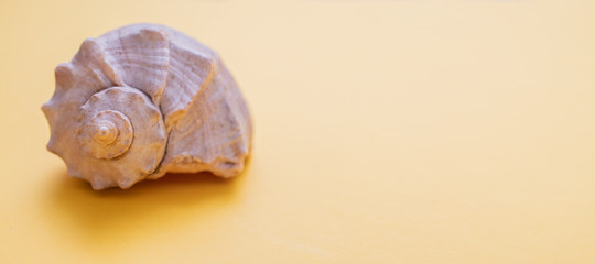 One large seashell on a yellow background: banner, space for text