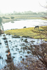 two brown ponies on marshland grass, near a river UK