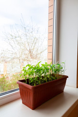 Pepper seedlings in brown plastic pot stand on the white windowsill at home.